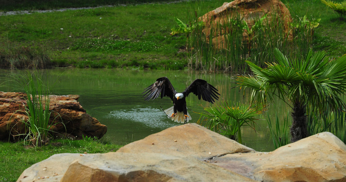 parc animalier.png